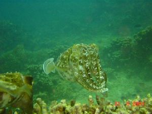 Shot taken using Sony's DSC-P1 @ Pulau Aur by Barbara PHUA Pay Lee 