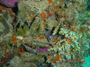 Baby Moral Eel @ Kuantan Wreck. Taken using Sony's DSC-P1... by Barbara PHUA Pay Lee 