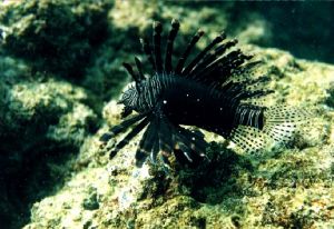 Black lionfish by John Guy 