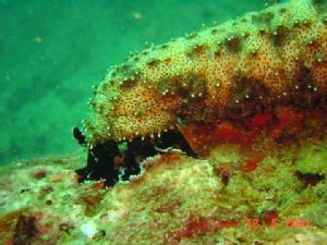 Sea cucumber having breakfast on 12 May 2001. Sony's DSC-... by Barbara PHUA Pay Lee 