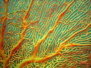 Sea Fan @ Pulau Aur. Sony's DSC-P1 inside MPK-P1 with col... by Barbara PHUA Pay Lee 