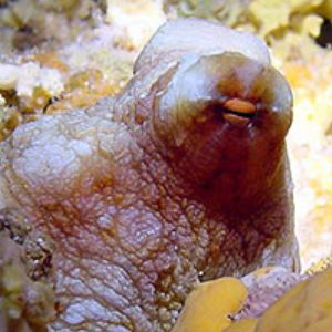 Octopus side view-Digital Still- Marianas by Martin Dalsaso 