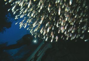 Diver and Glassfish inside the Dunraven. Nikon F90X, 17mm... by Robin Orrow 