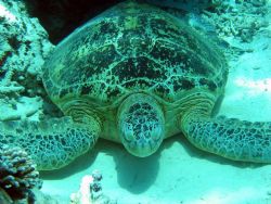 Caught napping.....(Sipadan Island, East Malaysia) by Dennis Siau 