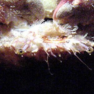 Crab on Ceiling by Martin Dalsaso 