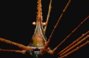 Grumpy Arrowcrab - Night dive - Roatan - 1:3 ext tubes by joanna perina 