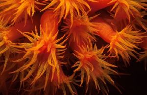 Cup corals- Night dive - Bonaire - 1:3 ext tubes by george perina 