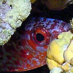 Violet Squirrelfish by Martin Dalsaso 
