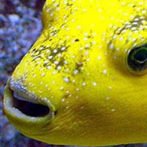 Guineafowl Puffer by Martin Dalsaso 