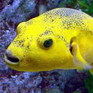 Guineafowl Puffer by Martin Dalsaso 