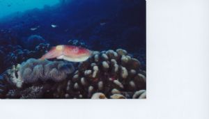 Palau and I named the file Calamari because it was a thir... by Ronnie D. Hodges 