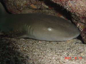 Nurse Shark/St Thomas, USVI, Sony Digital Camera/No Flash by Noel L. Weathers 
