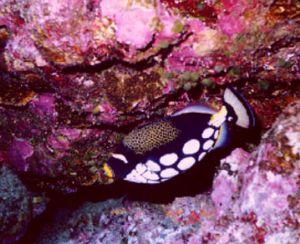 I caught this clown trigger fish in 30 meters below Saipa... by Ronnie Hodges 