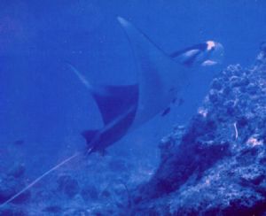 I shot this guy in the Palawan, PI with an MX-10. by R.D. Hodges 