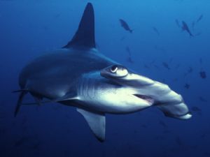 Diving on a rebreather at Cocos Island means the animals ... by Erin Quigley 