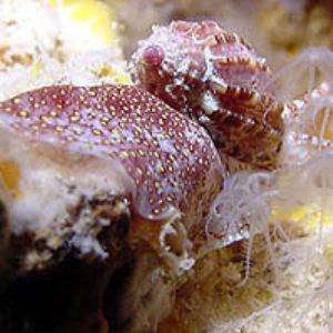 harpa amouretta 2-Saipan by M. Dalsaso 