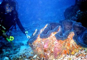 Clamgirl was caught near Gili Traiwanga, Lombock, Indones... by Ronnie D. Hodges 