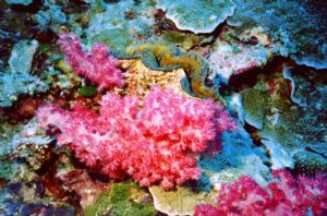 This colorful little clam lives in Tinian, NMI. by Ronnie Hodges 