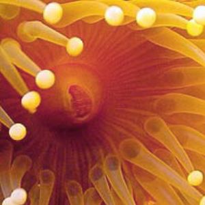 Anemone- Saipan by M Dalsaso 