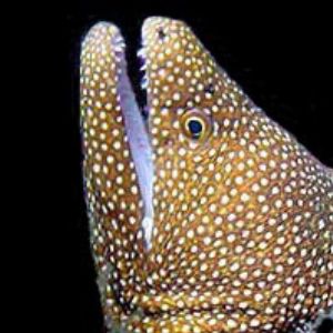 Whitemouth Moray by M Dalsaso 