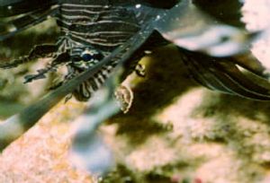 This Lionfish lives near Forbidden Island, Northern Maria... by Ronnie Hodges 