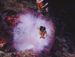 These little Clowns live in the Rock Islands. by ronnie Hodges 