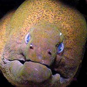 Too close to a Giant Moray!  - Saipan -Mavica 90 Ikelite ... by M Dalsaso 