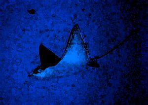 I took this Spotted Eagle Ray picture on a reef near the ... by Ron Hodges 