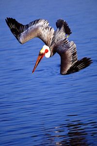 Brown Pwlican in full breeding colors dives for fish by Hal Beral 