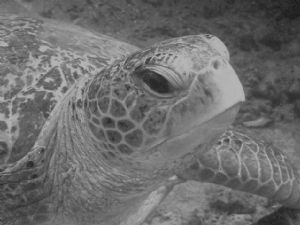 Giant Turtle at Terumbu Kili, Pulau Redang, Malaysia by Barbara PHUA Pay Lee 