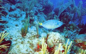 Parrot Fish off Cozumel Mexico by Richard Taylor 