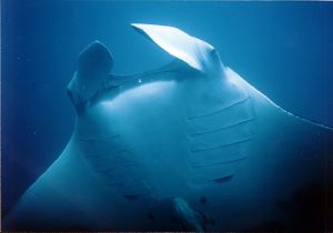 Manta, Isla Isabel Mexico, Taken with Nikonos V No Flash by Hugo Flores Aguilar 