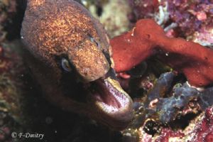 Smiling Murena by Dmitry Frioedman 