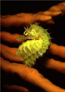 Sea-Horse, Porto Alga (Polignano - Bari) Italy by Giorgio Puppi 