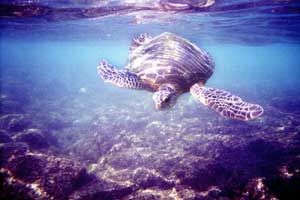 Hawaii (Big Island) by Peter Burford 
