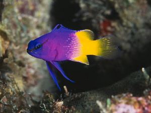 The fairy basslet, taken with a Nikon F100 and 60mm Micro... by Luiz Rocha 