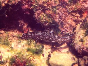 Sea hare (Aplysia punctata) taken with a Bonica Seaking S... by Joao Pedro Tojal Loia Soares Silva 