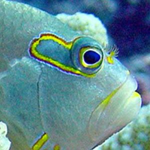 Arc Eye Hawkfish by M. Dalsaso 