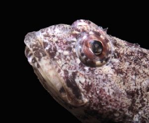 Eye of the beholder. Simpa  with diver, taken in the swed... by Dan Nilsson 