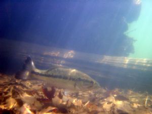 Photo taken at Quaker Lake, PA.  It was taken snorkeling,... by Rebecca Urban 