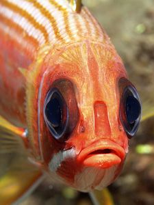 Squirrel fish taken in Saba using a Subal housed Nikon D1x by David Da Costa 