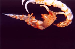 Nudibranchs (Flabellina sp., I think), taken in Baleal, P... by Joao Pedro Tojal Loia Soares Silva 