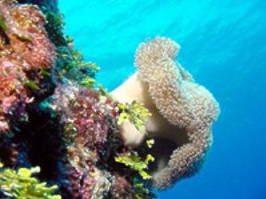 Soft Coral on Wall- Northern Marianas Islands by M. E. Dalsaso 