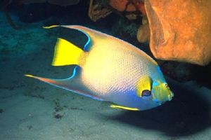 Cozumel, May 2000. ~70feet. Sea&Sea Motomarne II with 20m... by George Tobolewski 