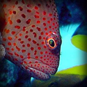 Hawkfish w/Angel  by M. Dalsaso 