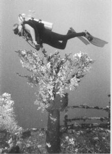 Diver over Wreck.  taken of a dive buddy on a wreck in th... by Gerald Wolf 