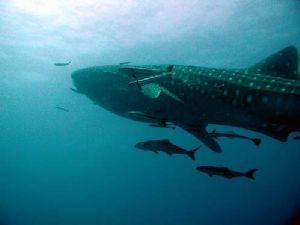 The big one and friends, Koh Tao, Thailand, Olympus C-3000 by Justin Pickering 