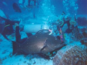 Cozumel, Depth 50ft  - Used an Ikelite AquaShot housing f... by Greg Davis 