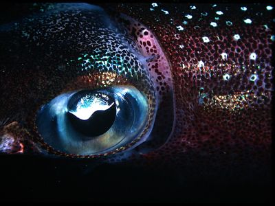 Squid feedind at night. Taken at Piti Channel, Guam. Hous... by Robert Gallo 