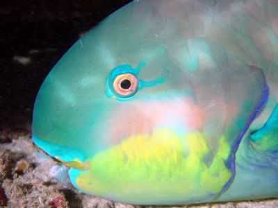 Parrot fish face, night dive at Similan Island , Thailand... by Hilal Matta 